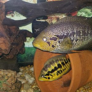 Meet your Posher, Derrick